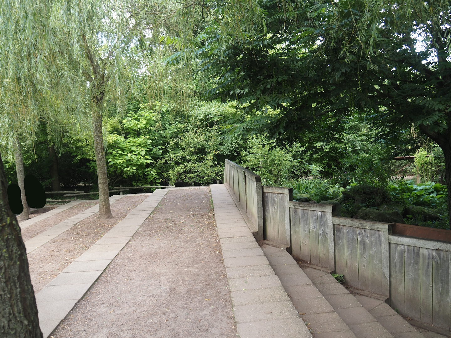 Viewing area for Western lowland gorilla and Black crested mangabey feedings and Bat-eared fox exhibit, 2024-08-21