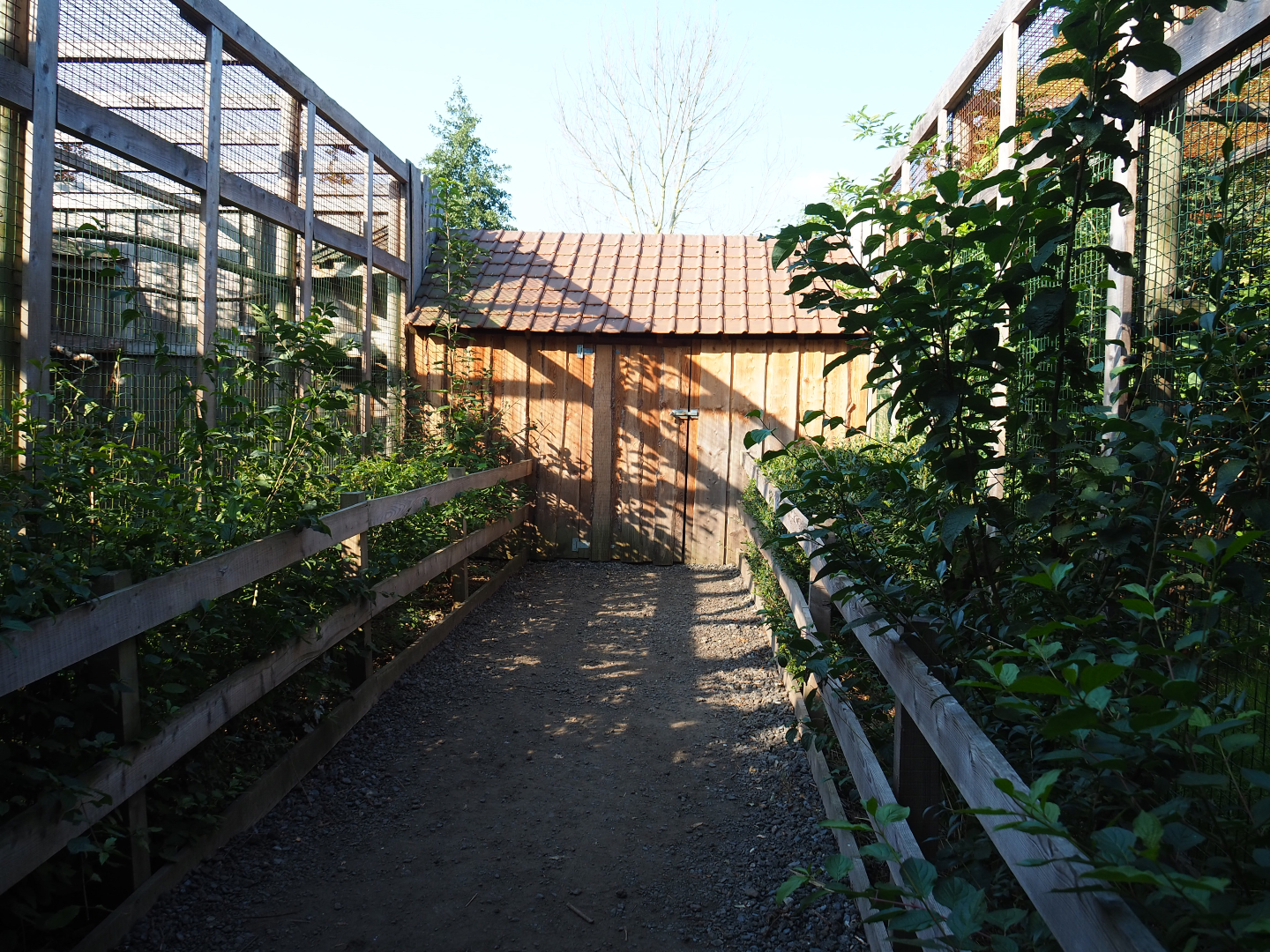 Viewing area Great-horned owl and African spotted eagle-owl aviaries, 2020-09-12