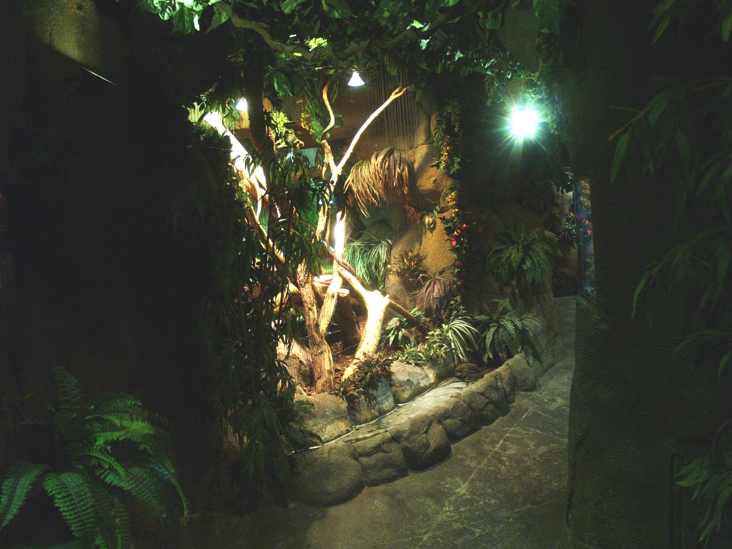 Viewing area green iguana exhibit, 2014-02-16