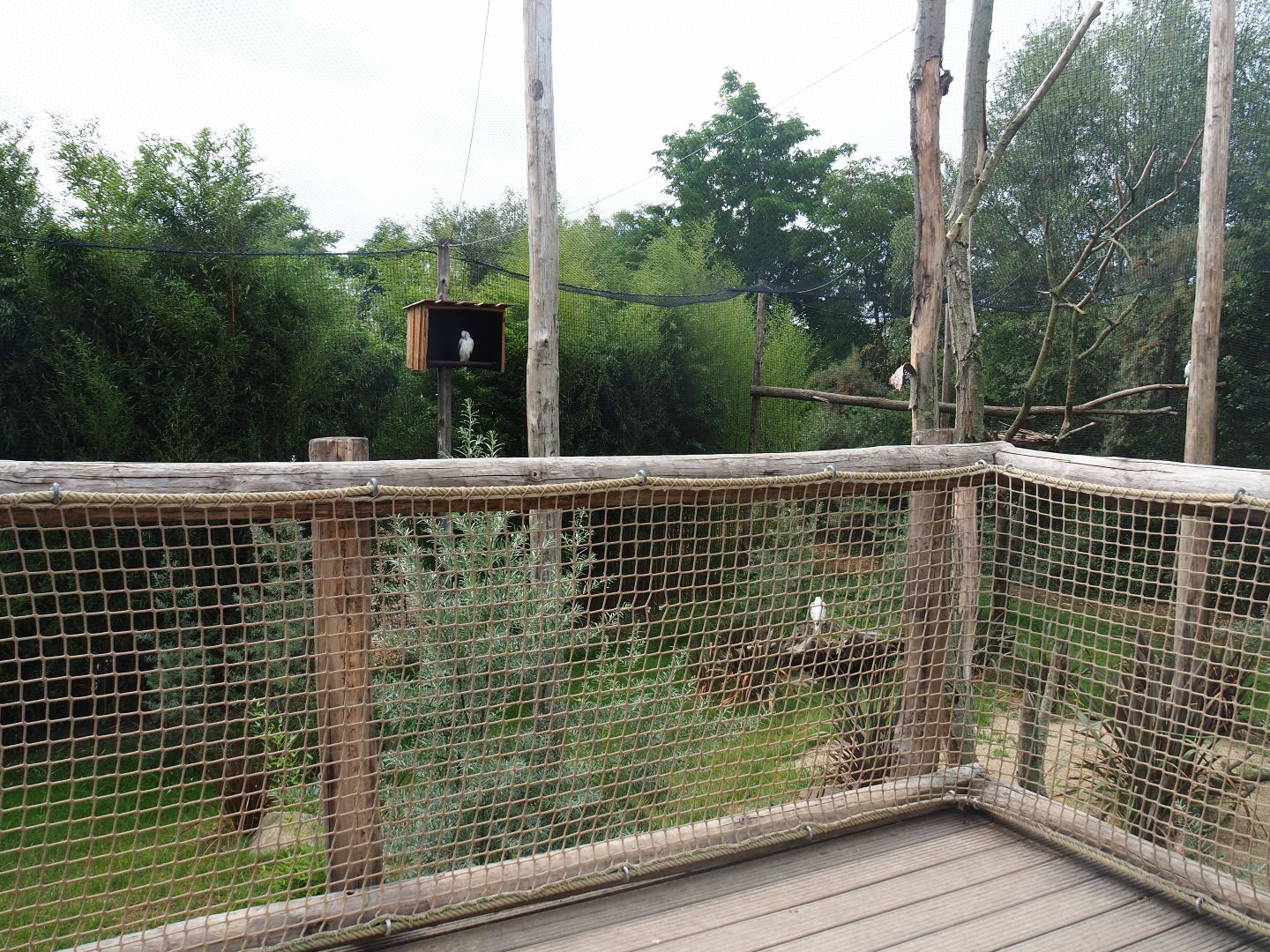 Viewing area inside Kirk's dik-dik - Palm-nut vulture - East African grey crowned crane - Hooded vulture aviary, 2019-08-11