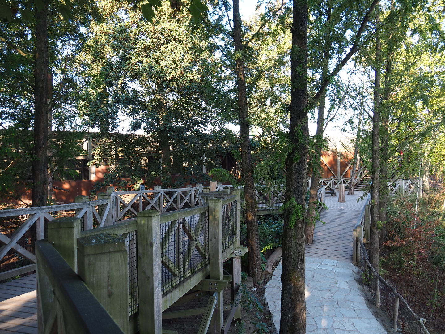 Viewing area raccoon, Mackenzie Valley wolf and American bison exhibits, 2020-09-02