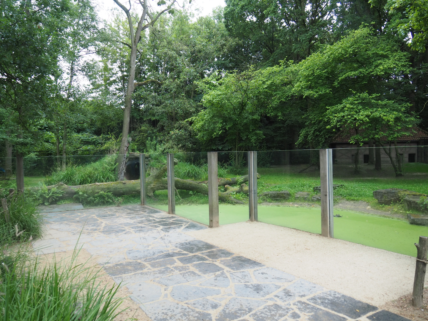 Viewing area Spotted hyena exhibit, 2020-07-14