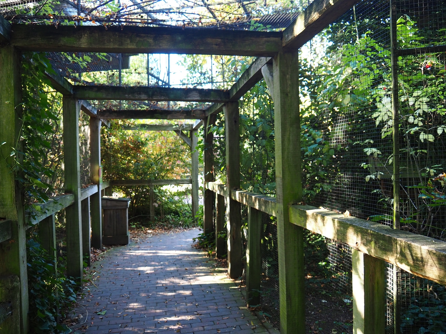 Viewing area underneath European greenfinch aviary (Oct 13th, 2018)