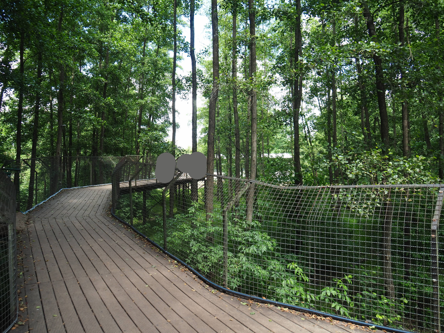 Viewing bridge Eurasian brown bear exhibit, 2020-06-20