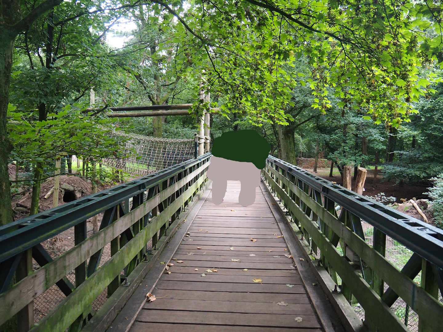 Viewing bridge for bear forest with rescued European brown bears and Eurasian grey wolves, 2023-08-17