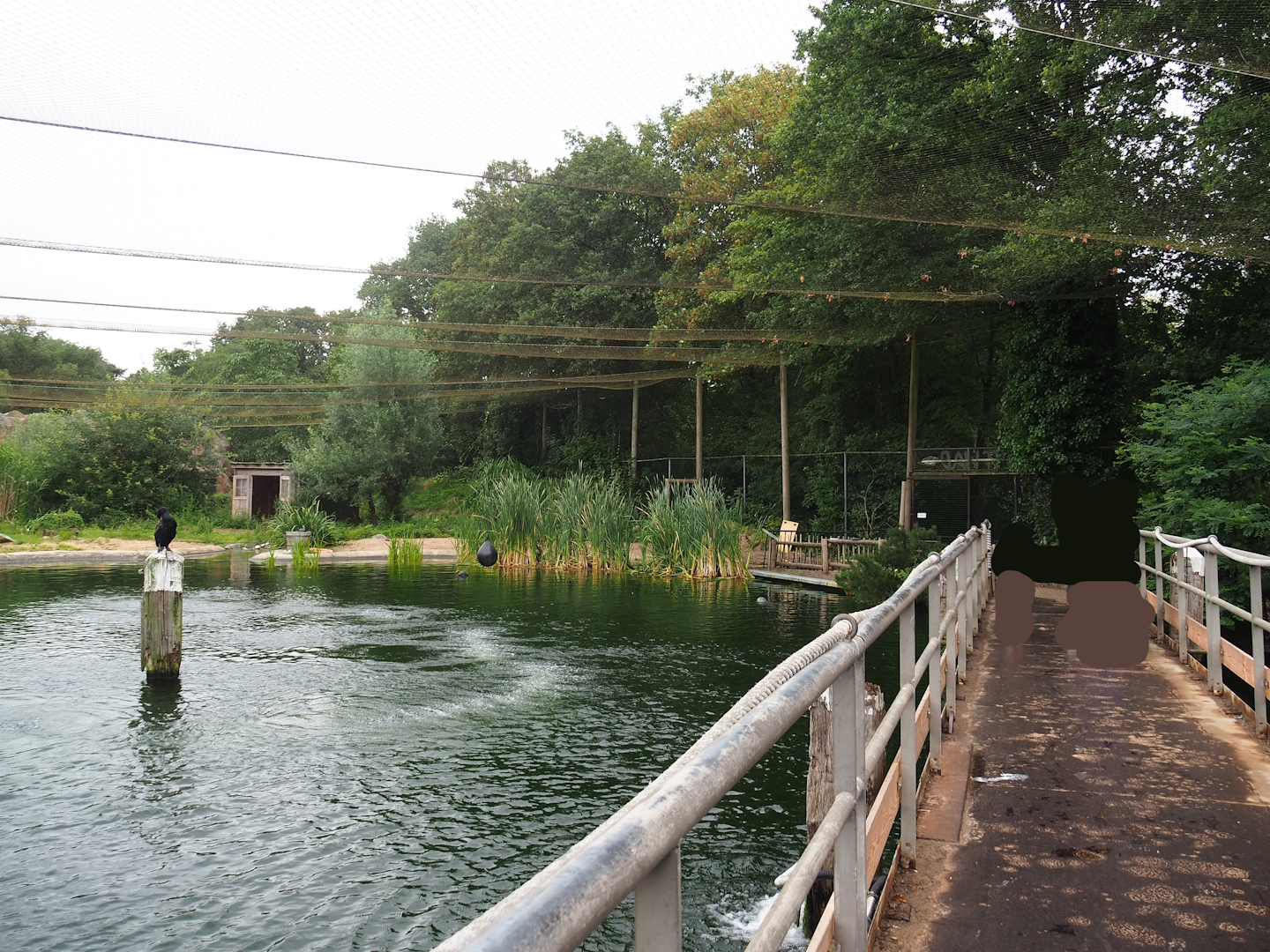 Viewing bridge in Wadden aviary with Harbor seals and Great cormorants, 2023-08-17