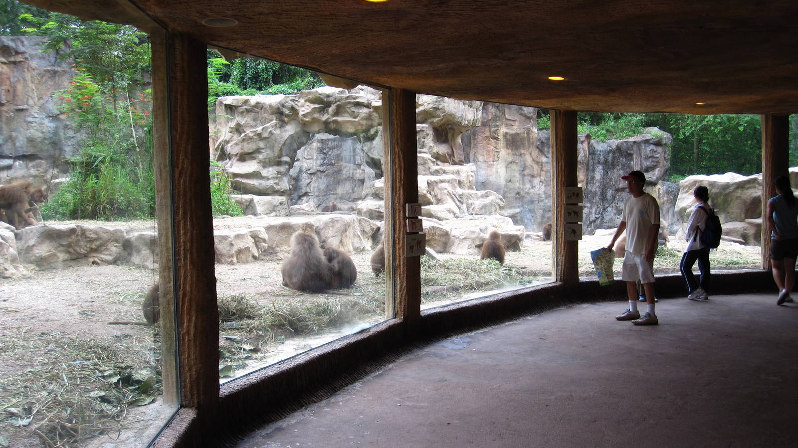 Viewing Cave, Great Rift Valley of Ethiopia - Singapore Zoo