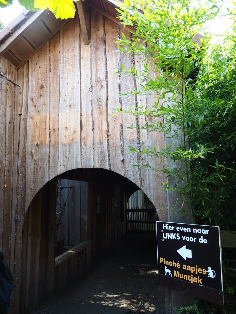Viewing corridor cotton-top tamarins/Brown capuchins/Muntjacs
