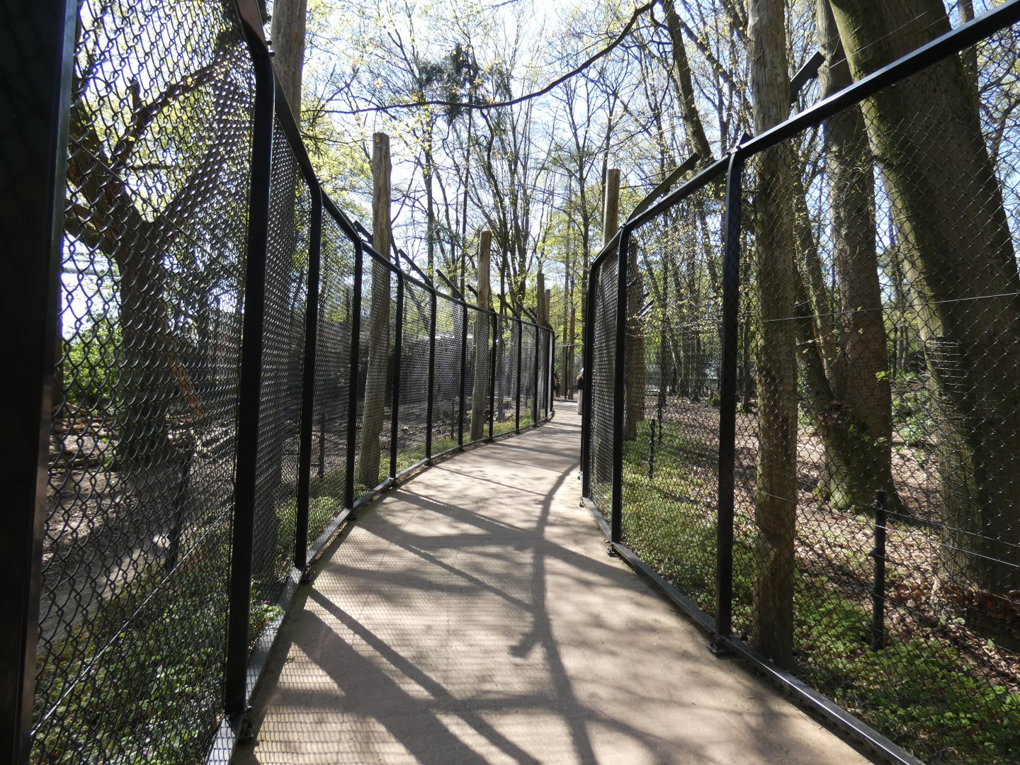 Viewing for Brown Bear and Wolves