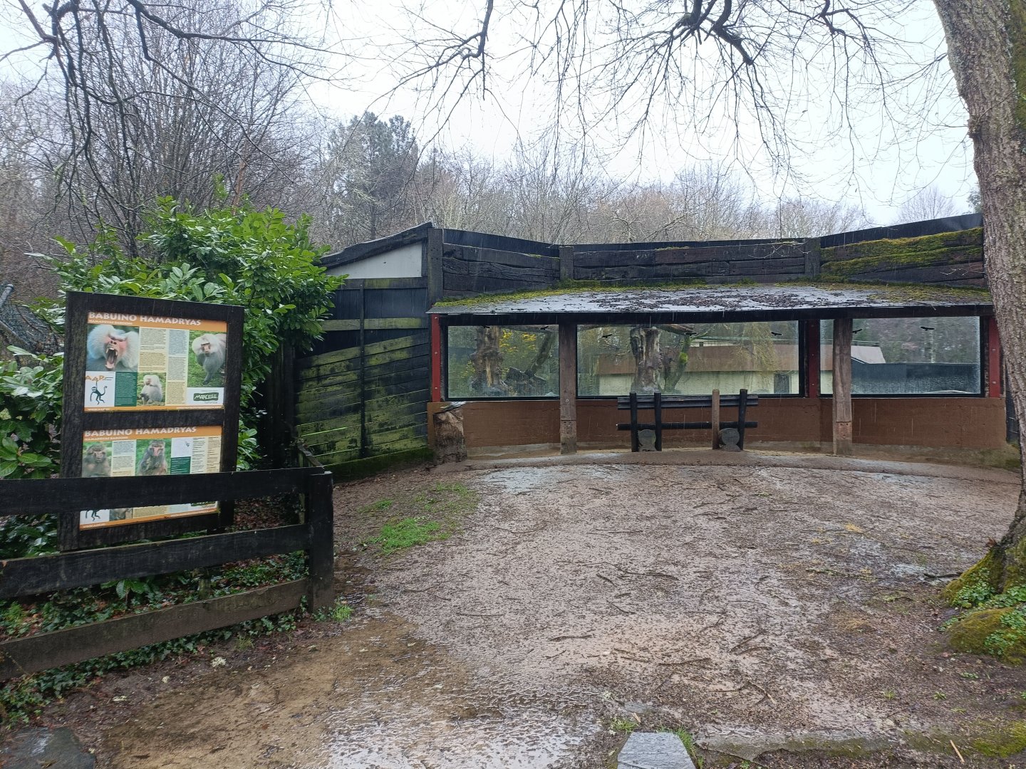 Viewing for Hamadryas baboon exhibit -Marcelle Naturaleza