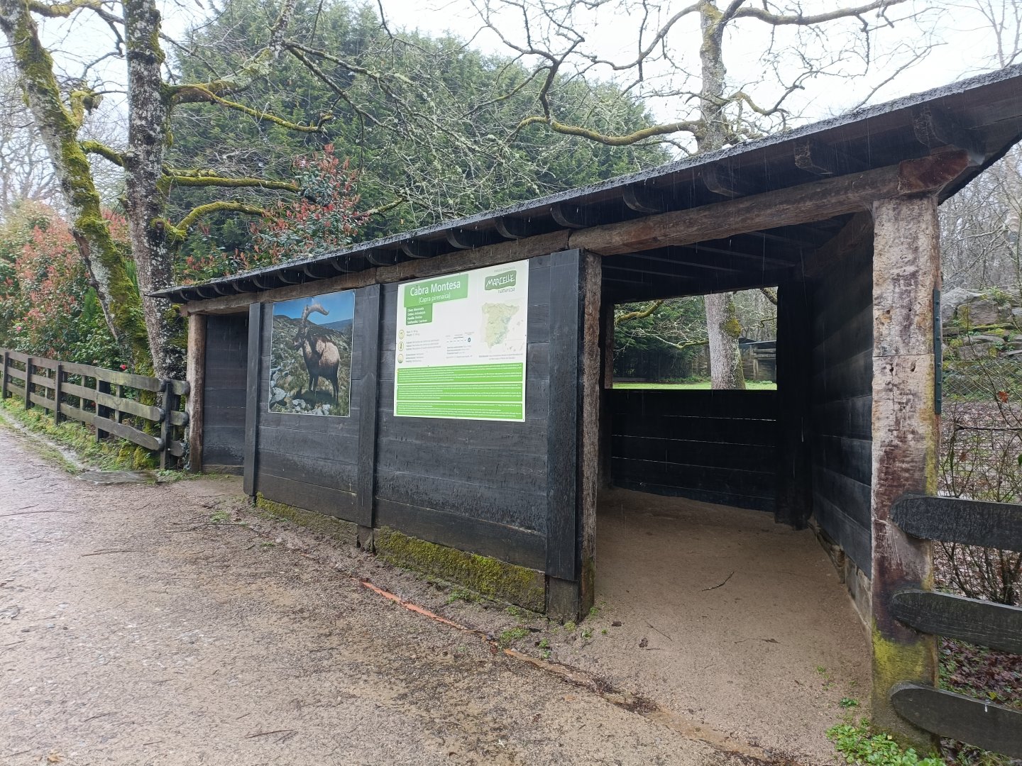 Viewing for Iberian ibex exhibit -Marcelle Naturaleza