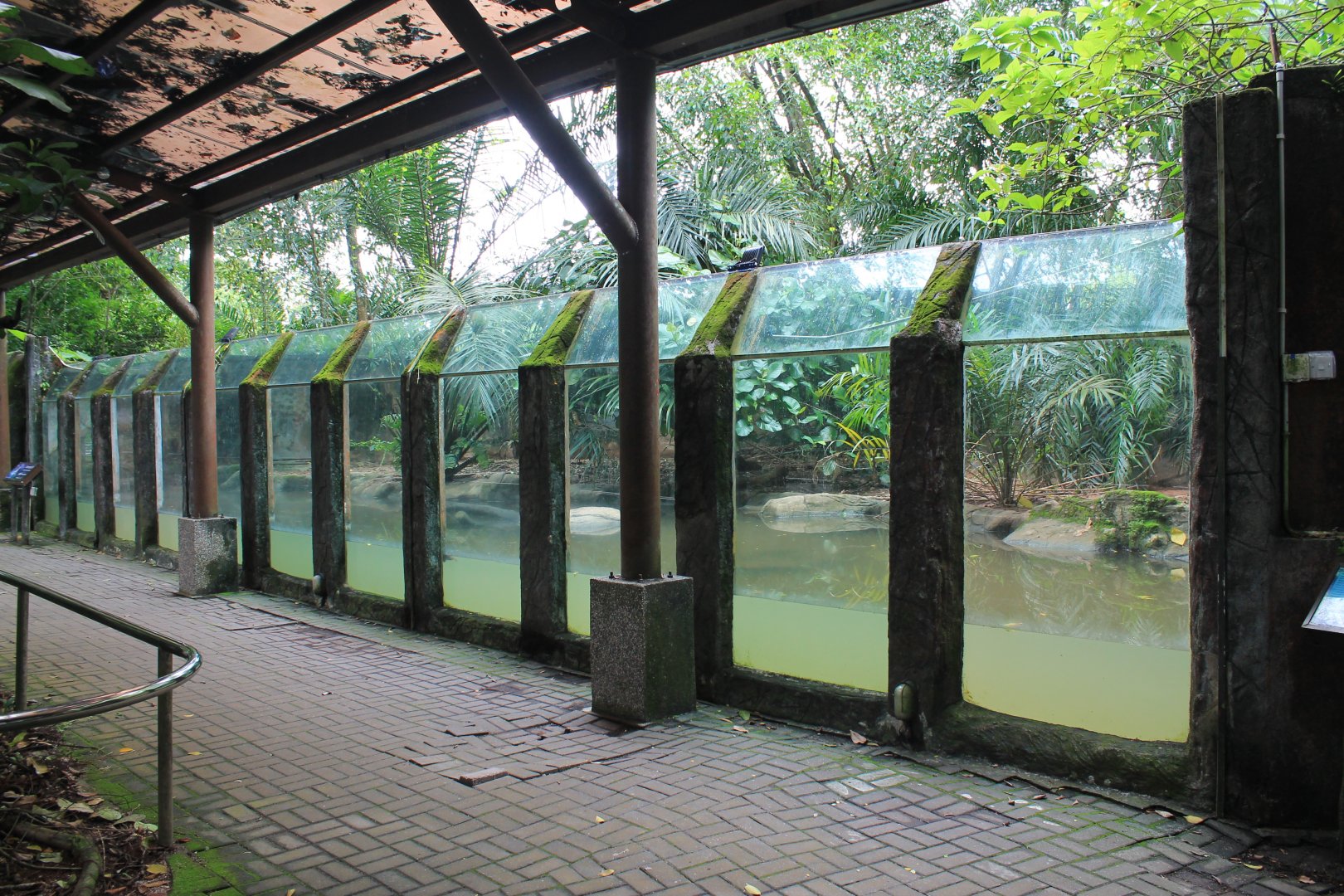 viewing for Smooth-coated Otters (Lutrogale perspicillata)