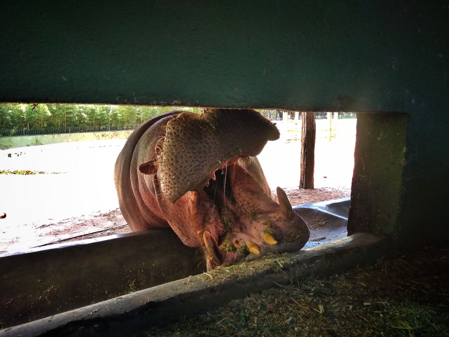Viewing from the hippo exhibit's backstage area - Belo Horizonte zoo