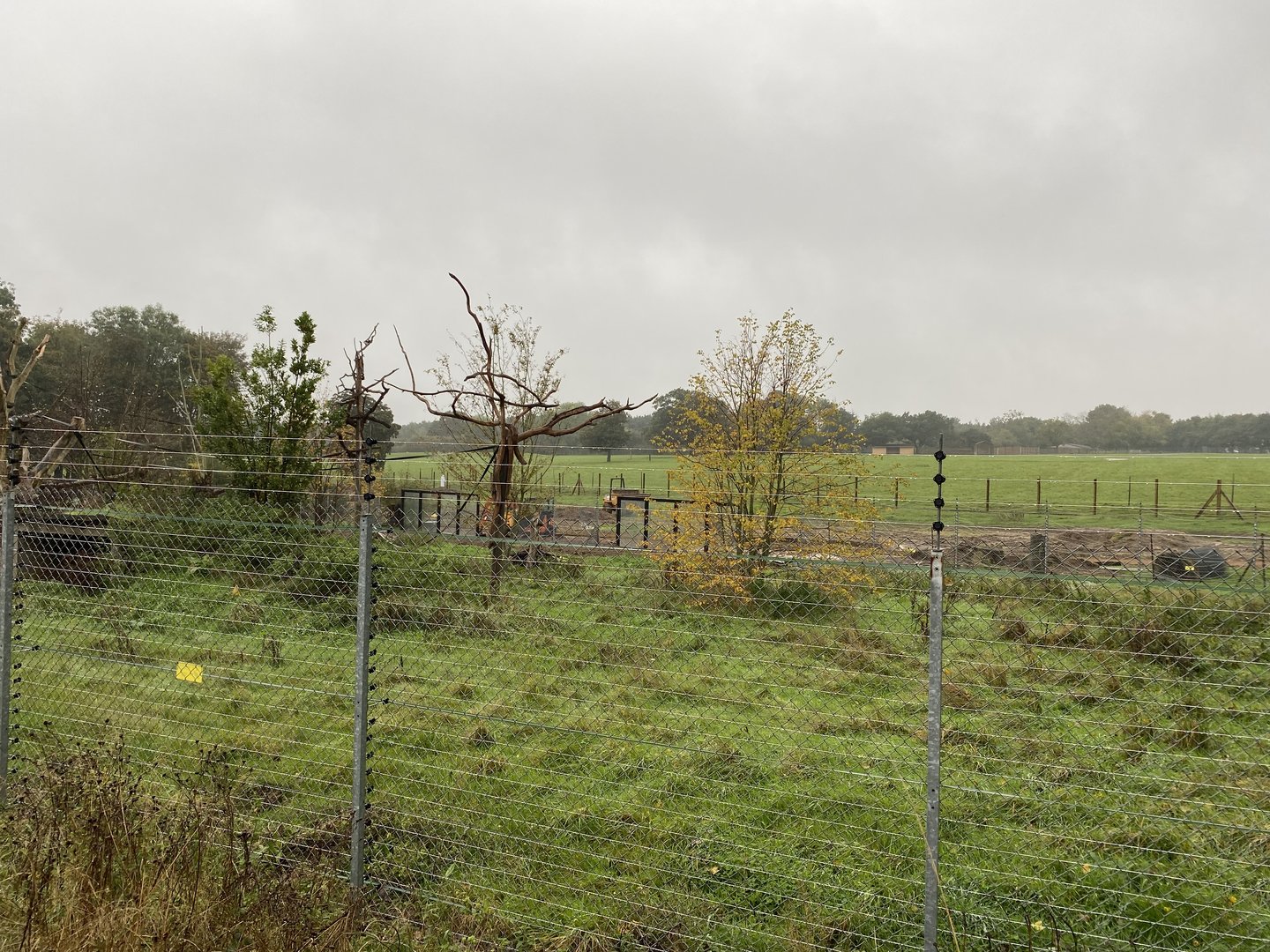 Viewing glass in the new windows - babirusa and langurs ZSL Whipsnade