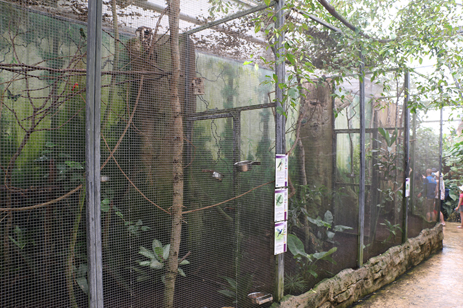 Viewing issues at Beauval: Barren cages, mesh wire