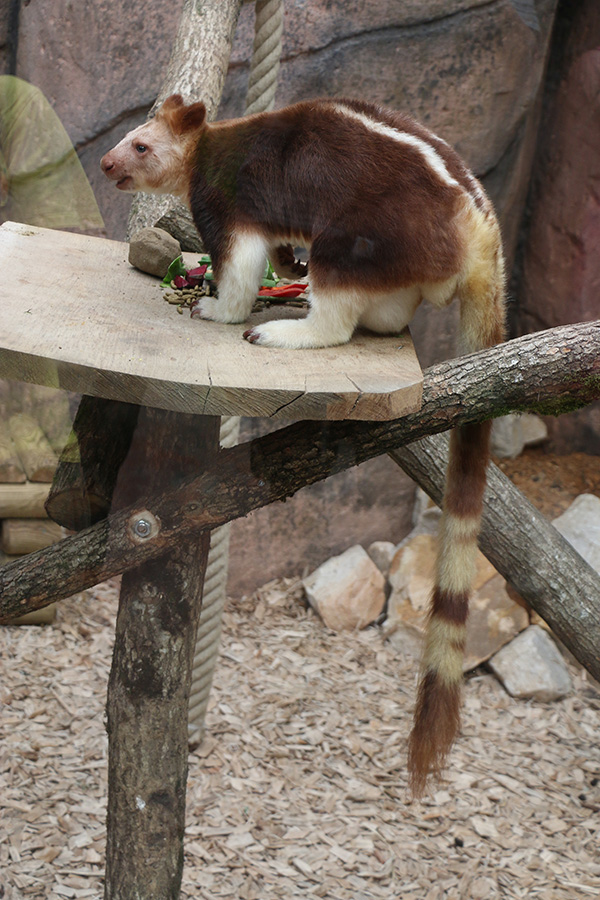 Viewing issues at Beauval: Barren cages, reflections
