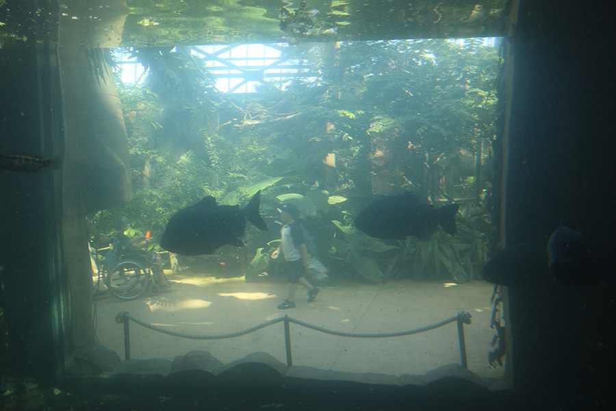 Viewing issues at Beauval: Cross-viewing