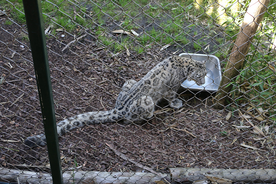 Viewing issues at Beauval: Looking down on animals, mesh wire