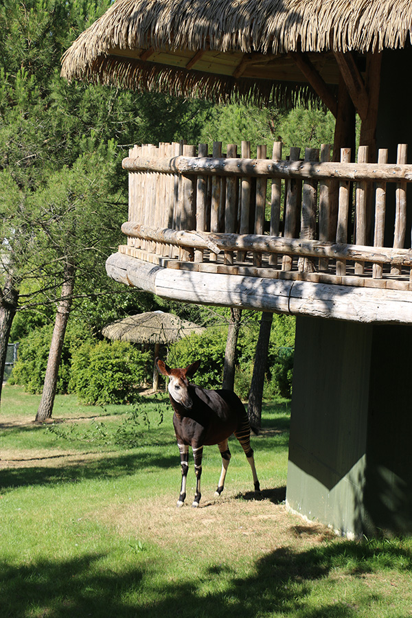 Viewing issues at Beauval: Looking down on animals