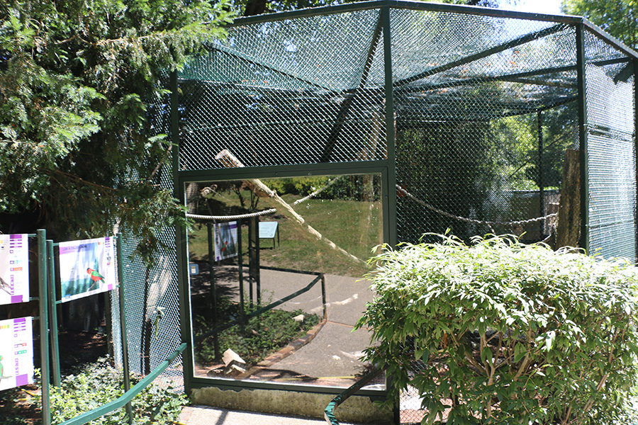 Viewing issues at Beauval: Reflections, dark wire mesh