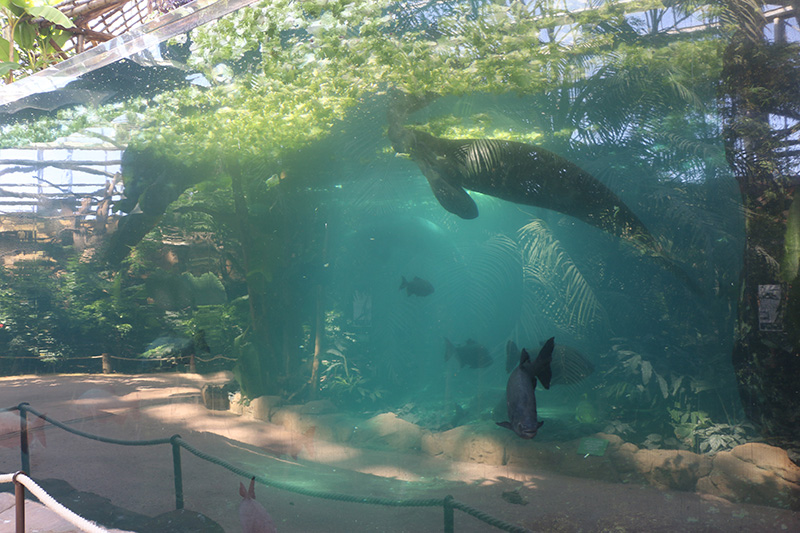 Viewing issues at Beauval: Reflections