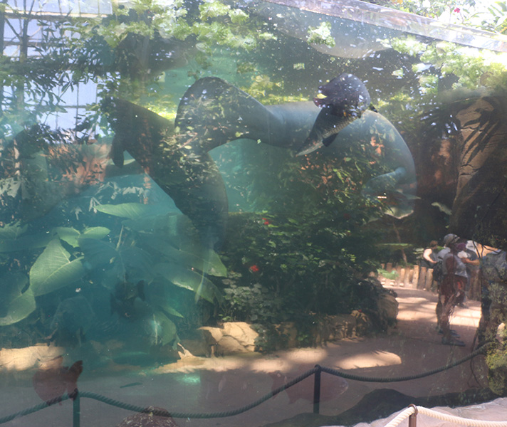 Viewing issues at Beauval: Reflections