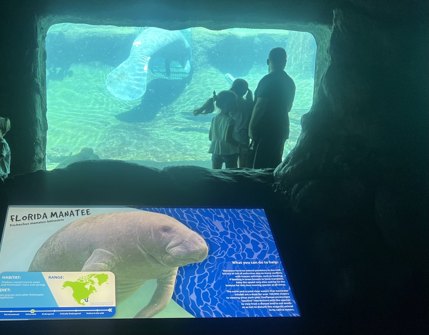 Viewing Manatees
