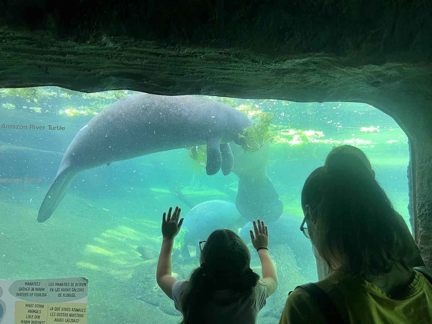 Viewing Manatees