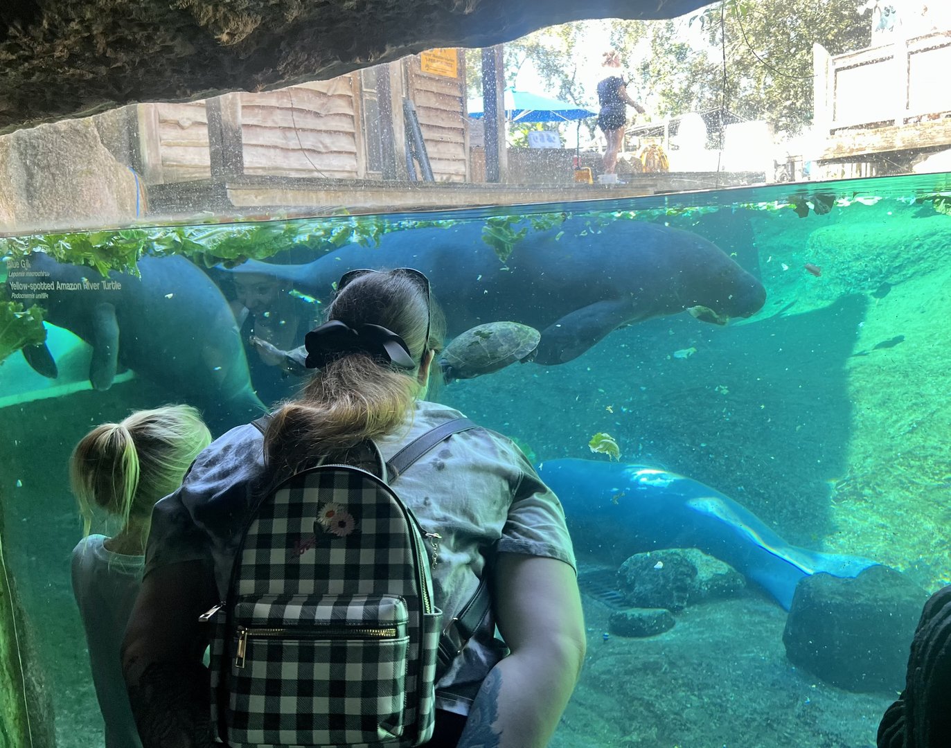 Viewing Manatees