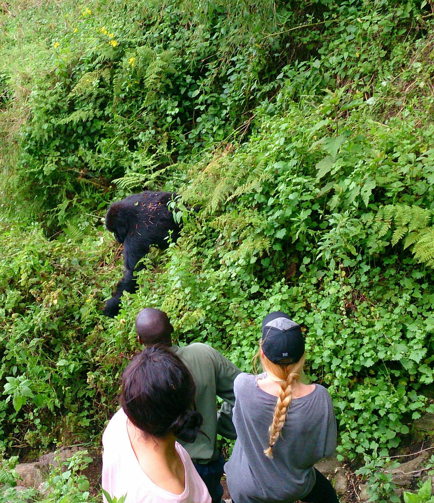 viewing mountain gorillas