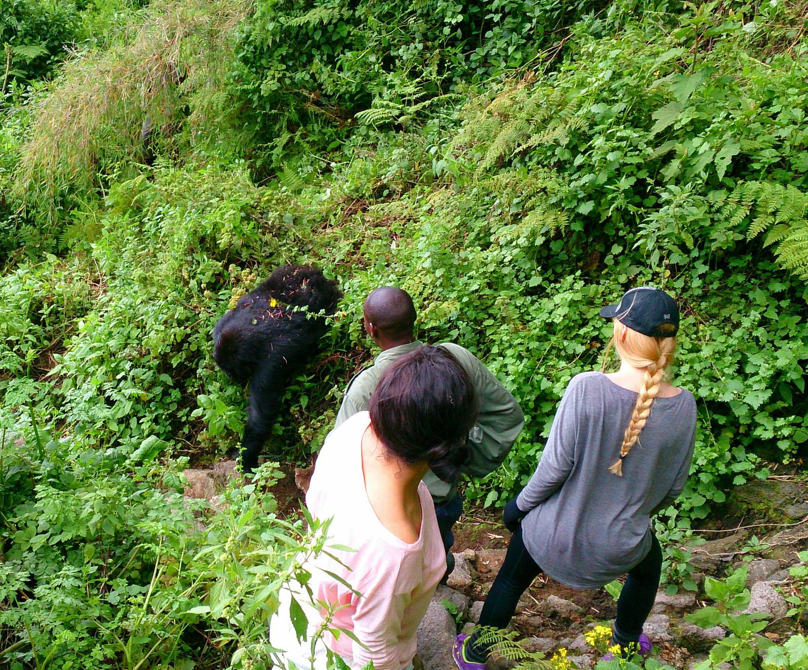 viewing mountain gorillas
