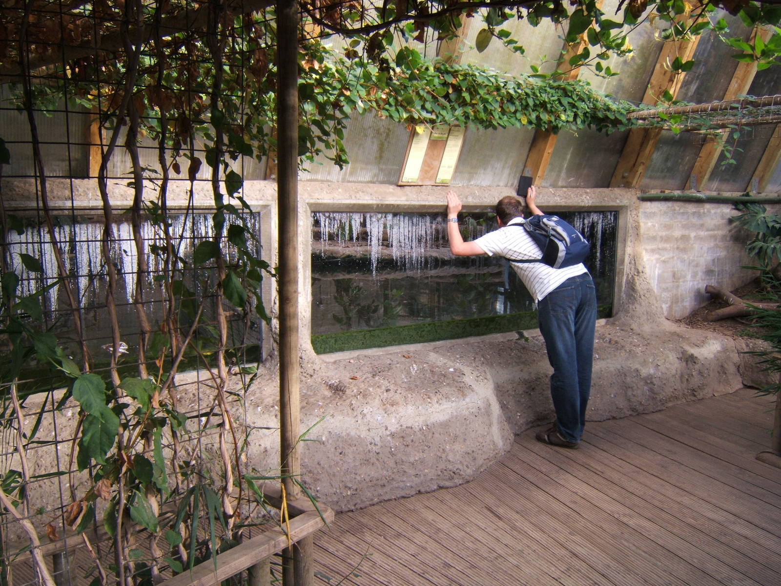 Viewing of American Alligator in Forest House