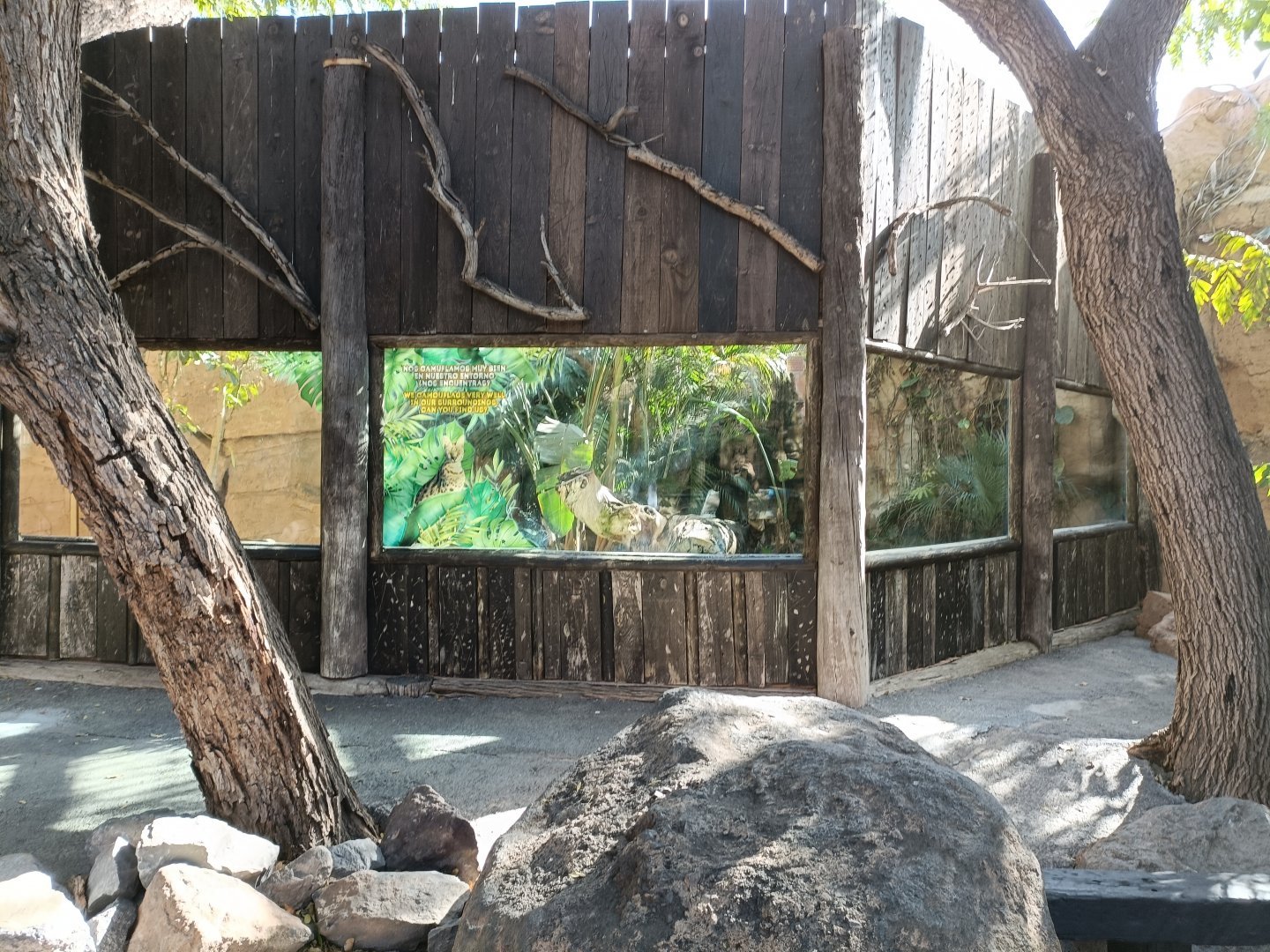 Viewing of serval exhibit