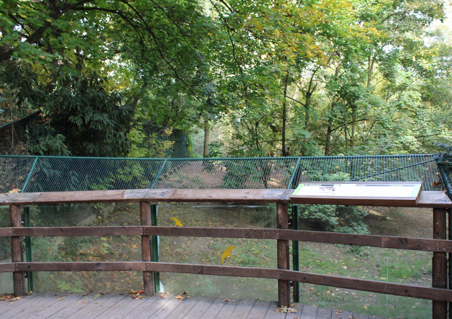 Viewing-platform European wolf
