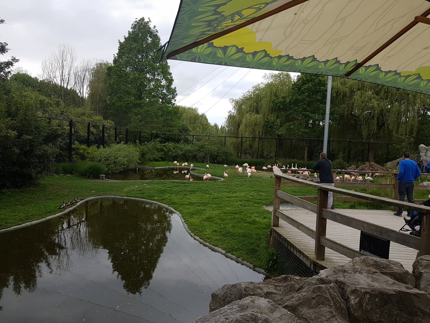 Viewing-platform South America Walk-through aviary