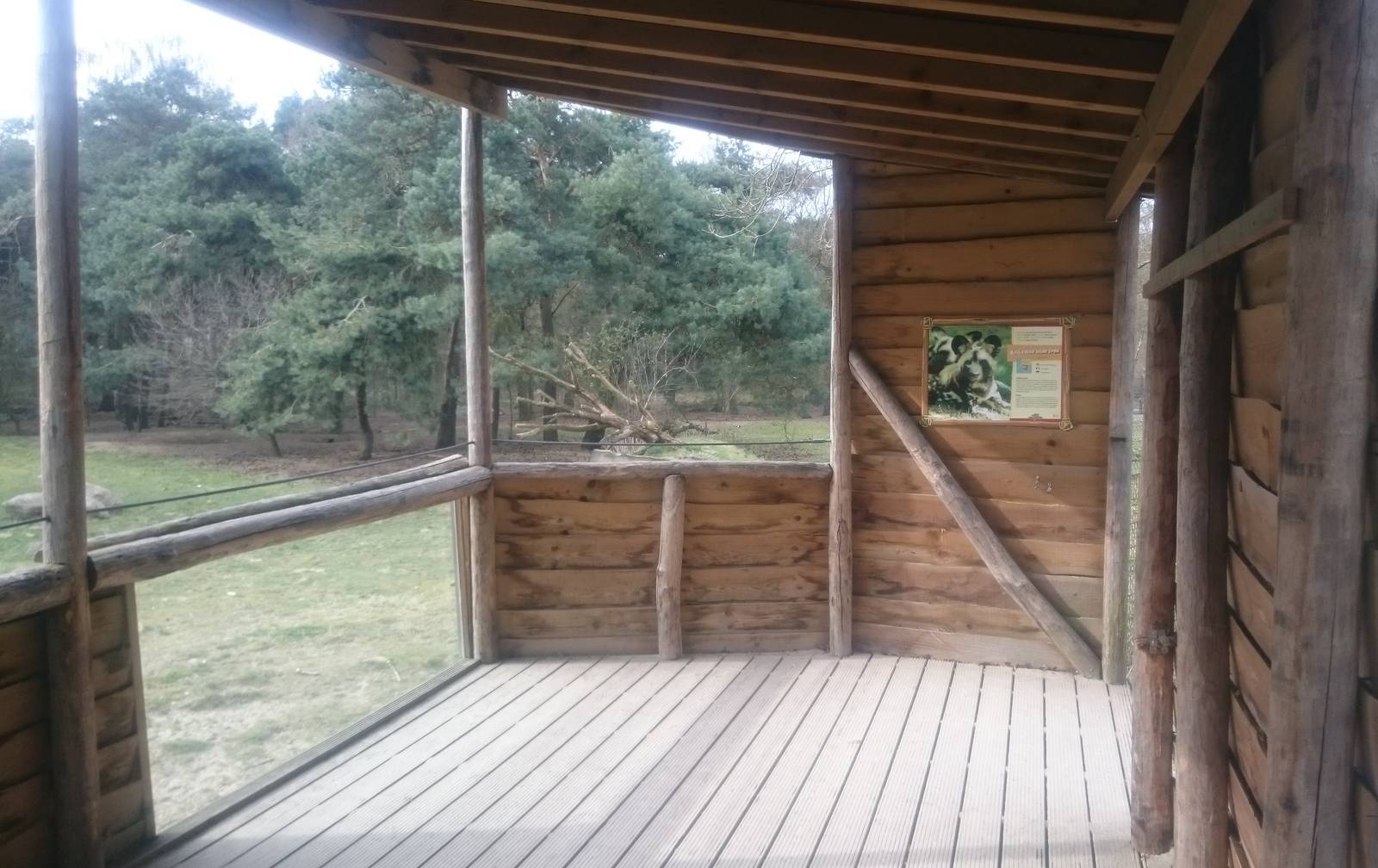 Viewing-point African wild dog