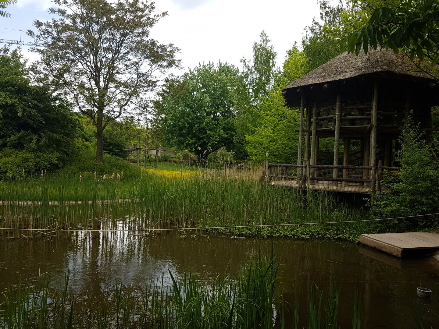 Viewing-point Bonobos
