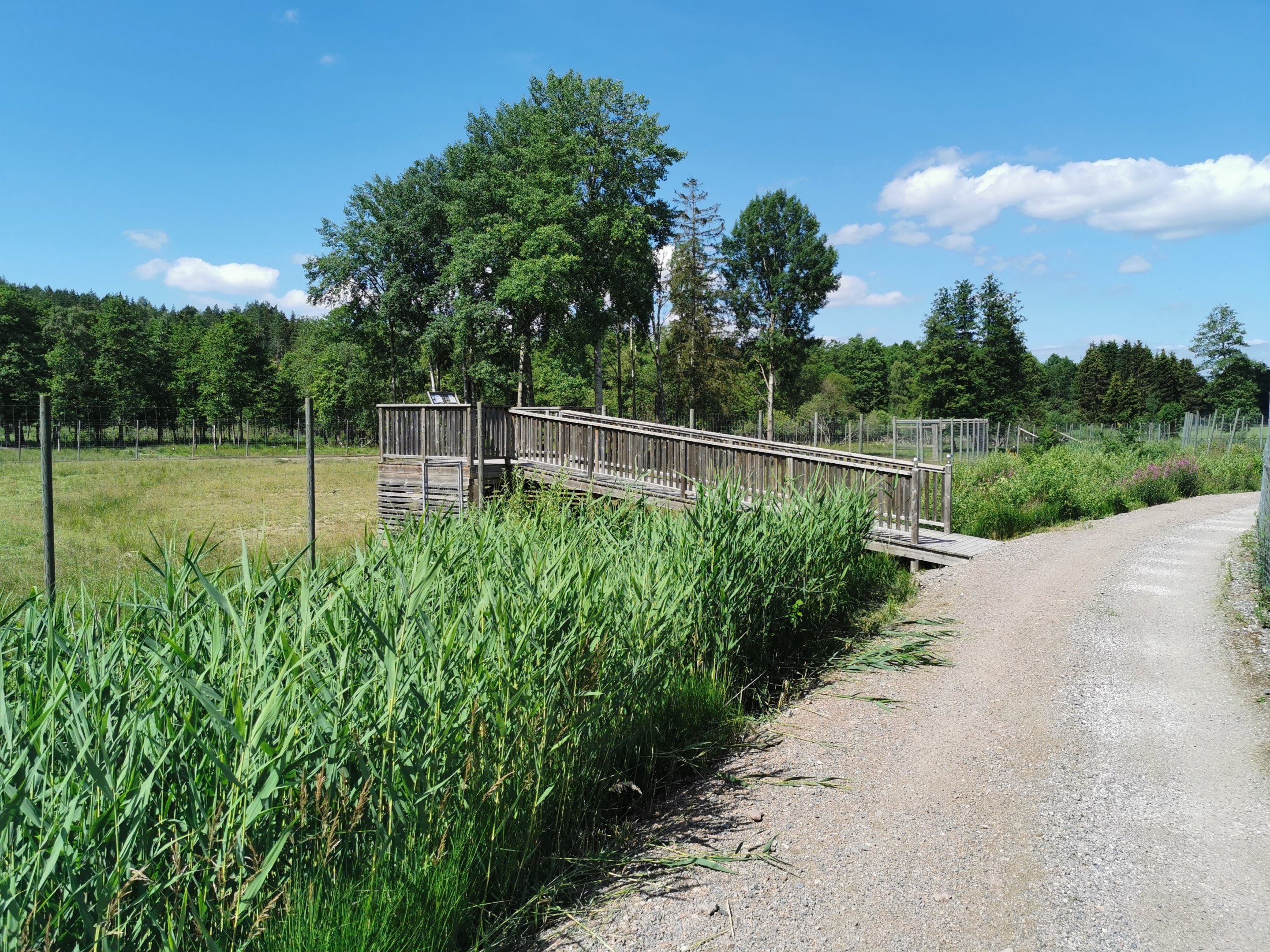 Viewing point for Central European red deer and Common fallow deer