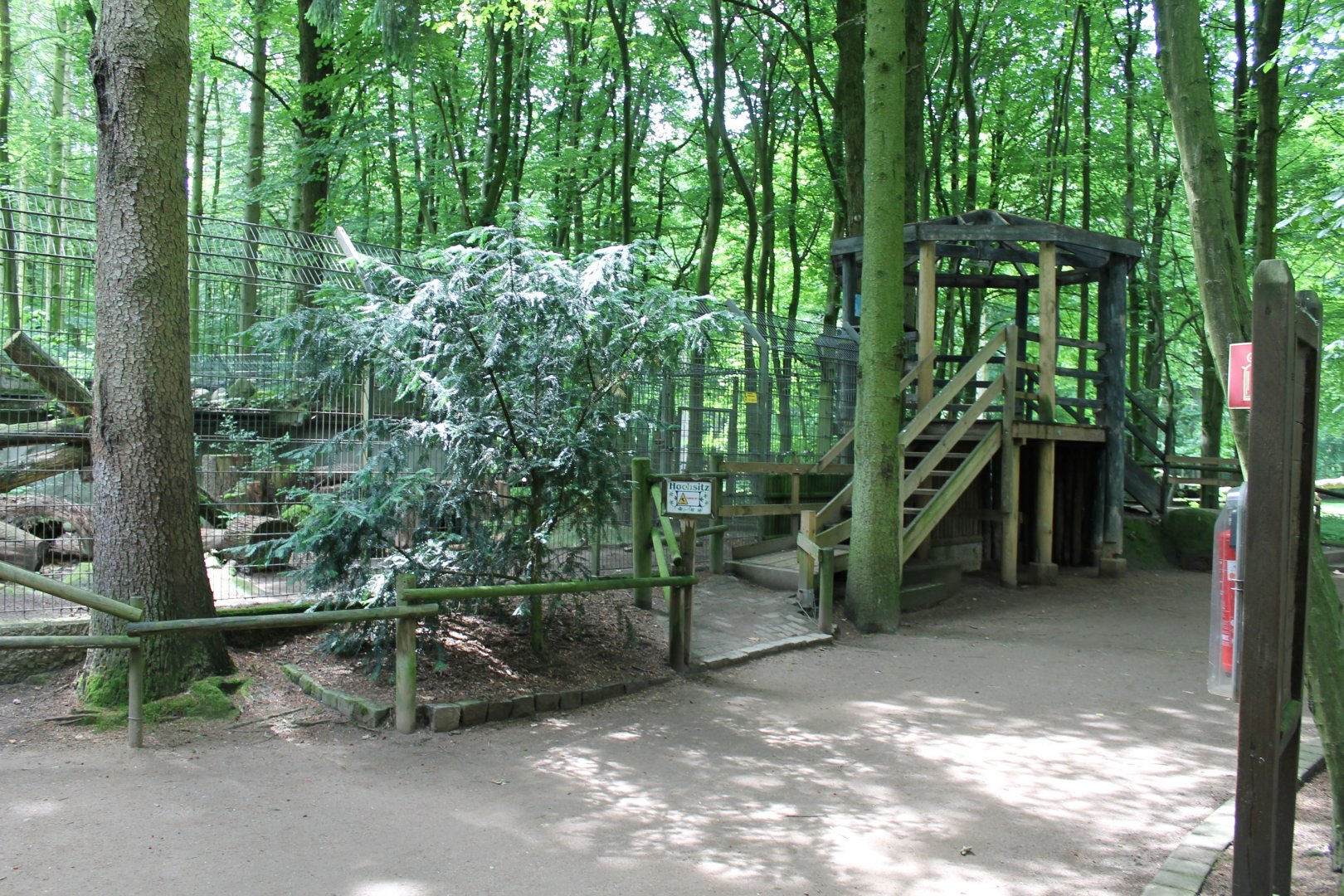 Viewing-point Raccoon-dogs
