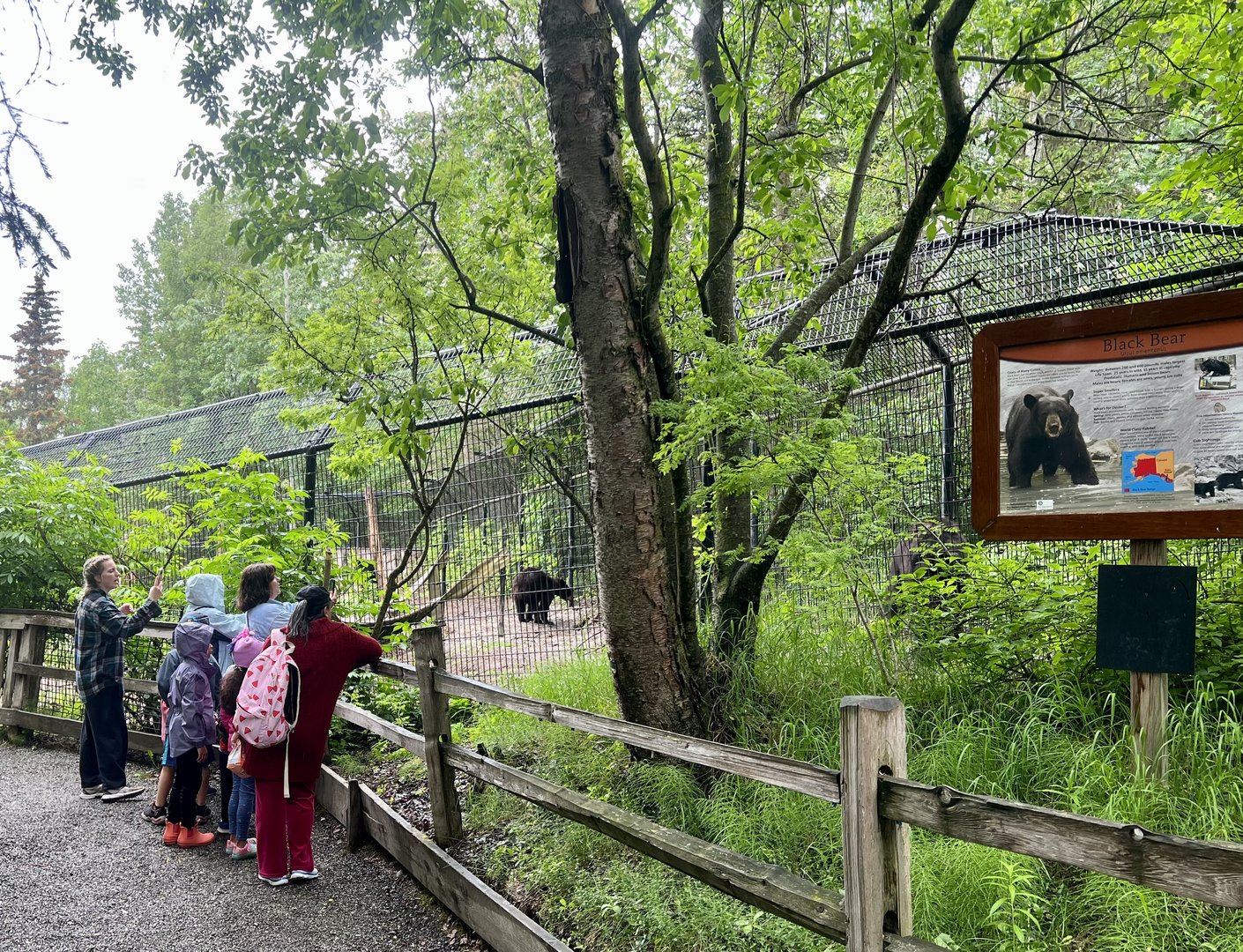 Viewing the American Black Bear