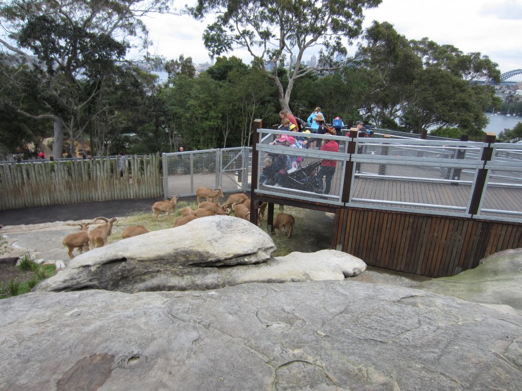 Viewing the Barbary Sheep