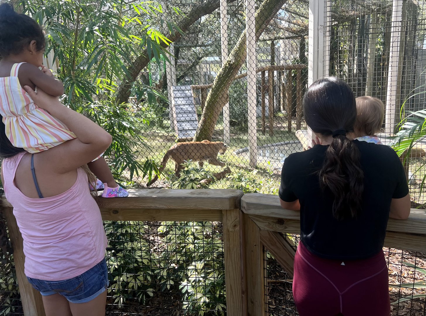 Viewing the Florida Panther
