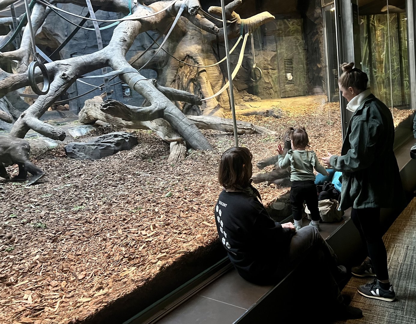 Viewing the Gorillas