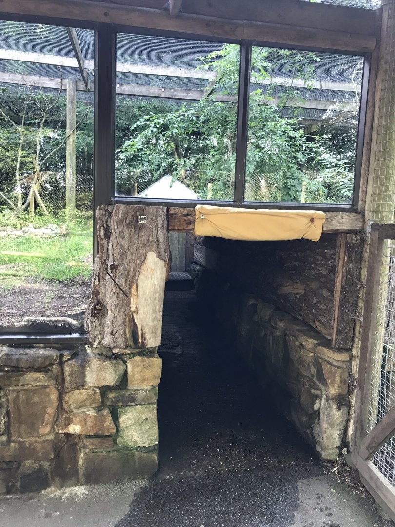 Viewing tunnel underneath Carpathian lynx enclosure 230619