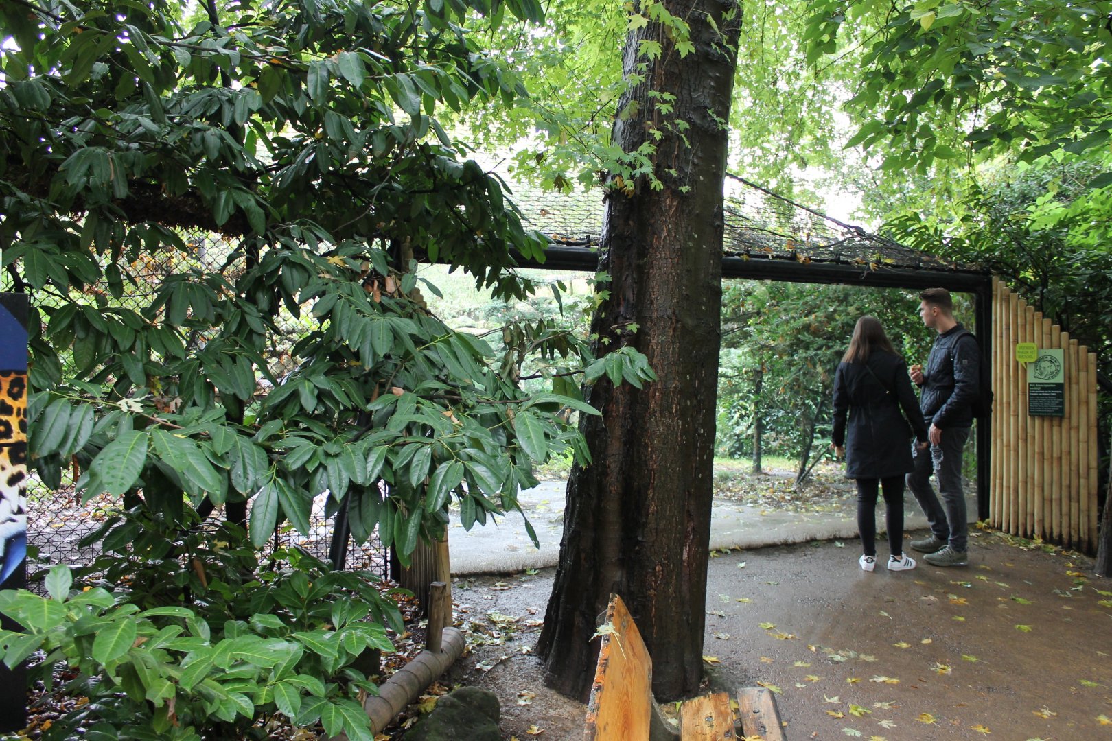 Viewing-window Amur leopard-enclosure