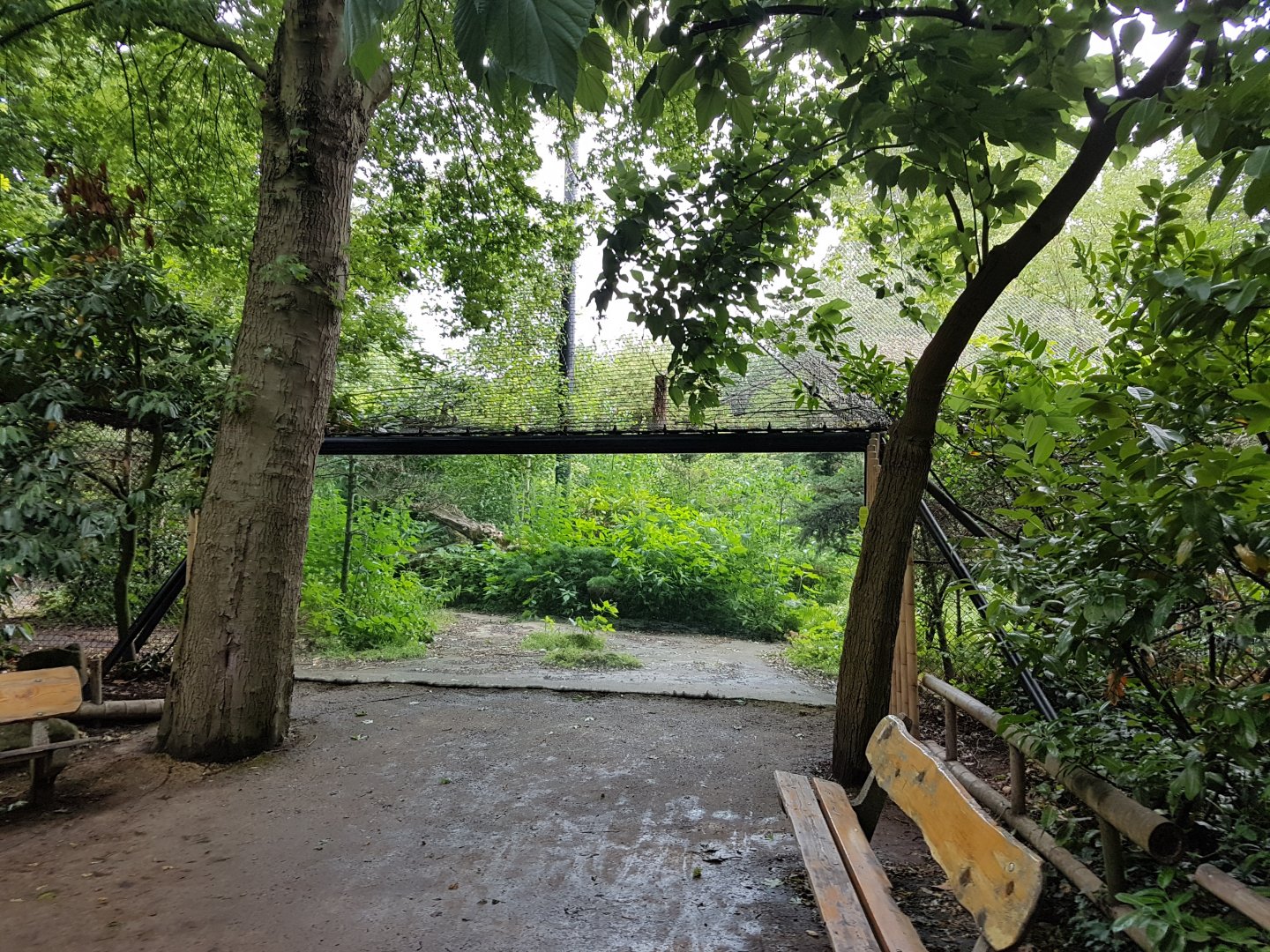 Viewing-window Amur leopard