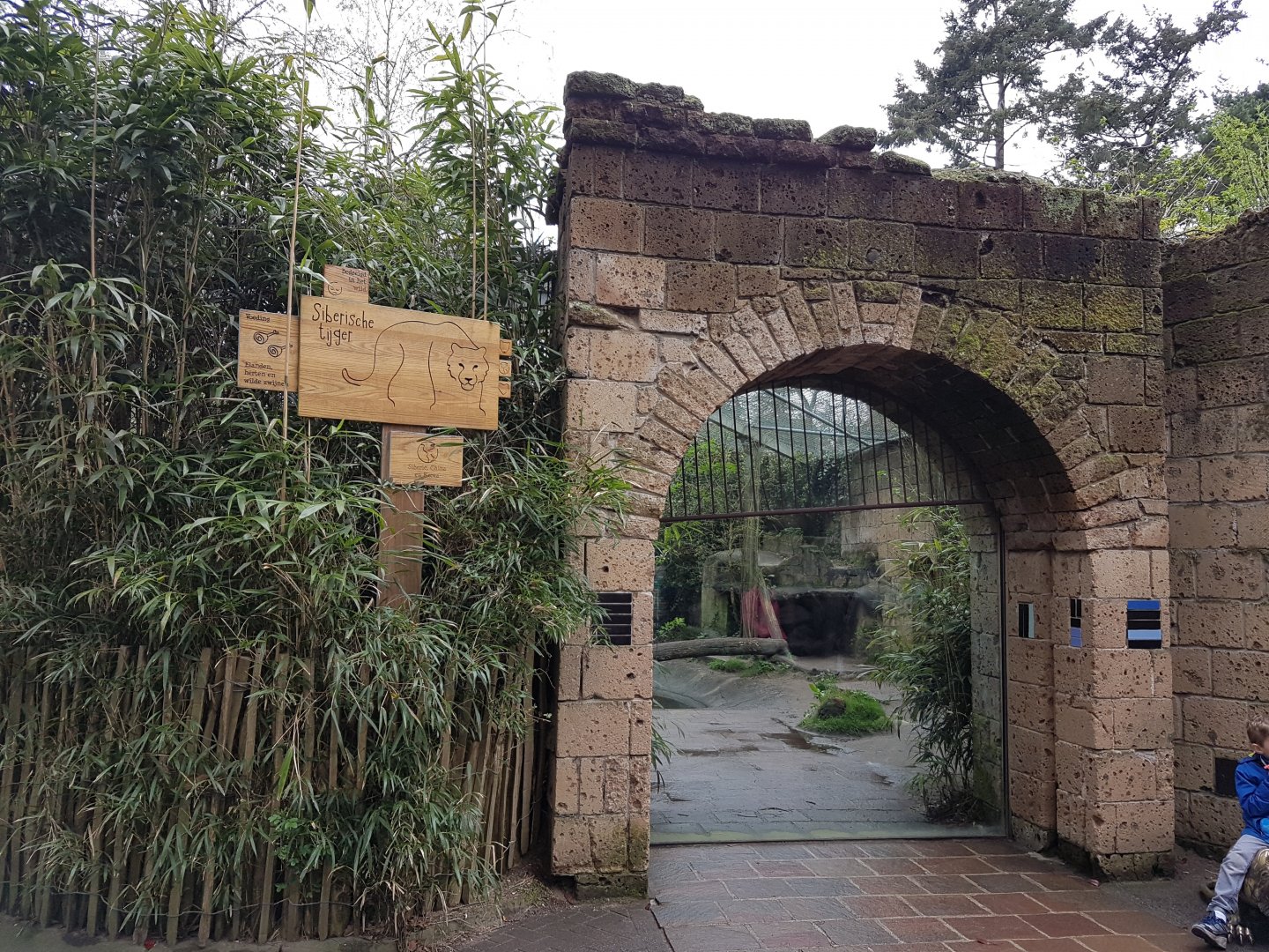 Viewing-window Amur tiger-enclosure
