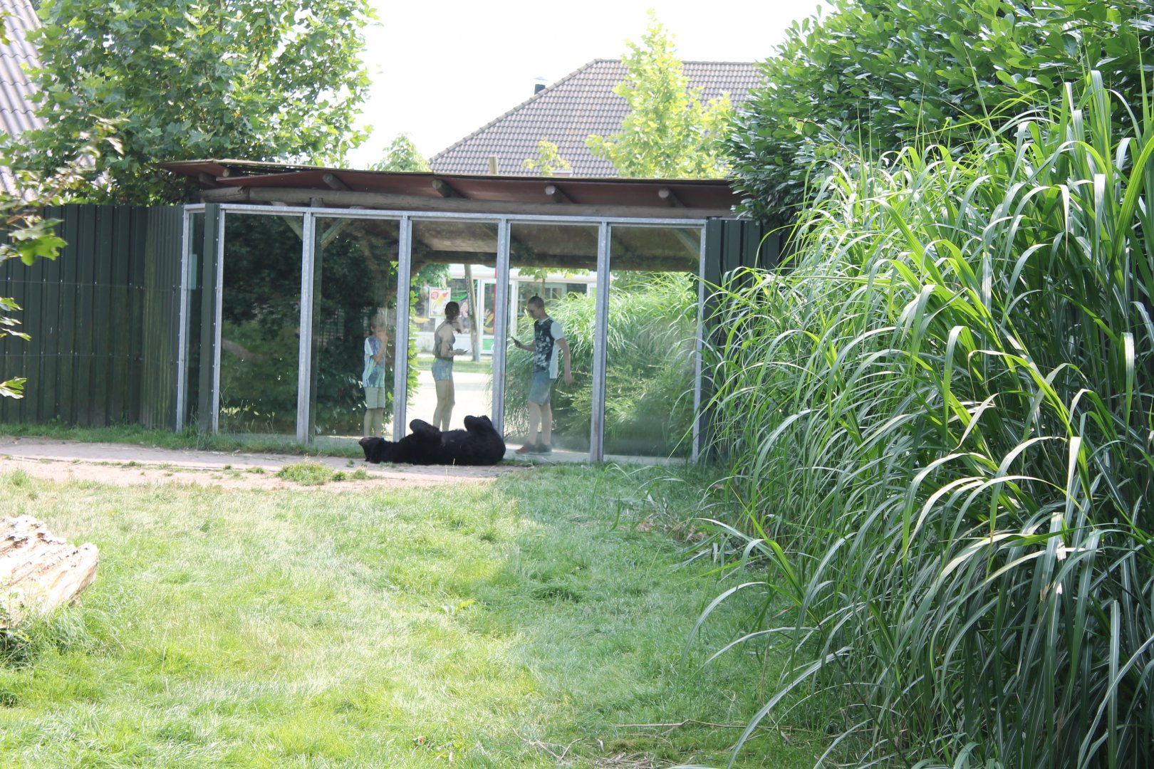 Viewing-window Asian black bear