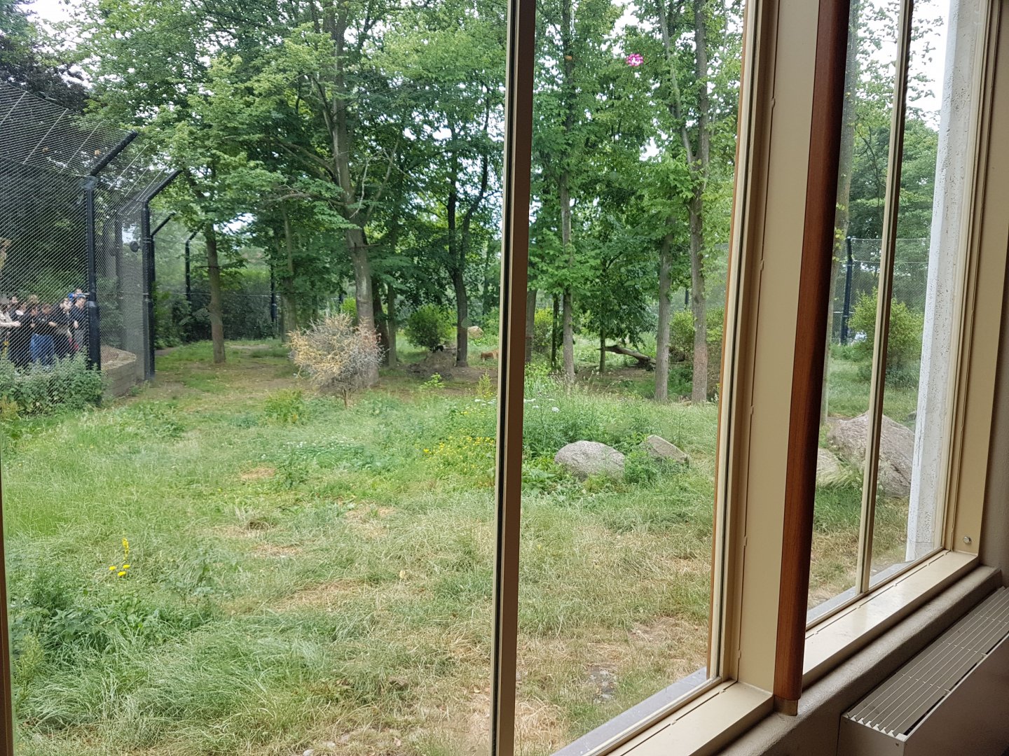 Viewing-window Asian lion