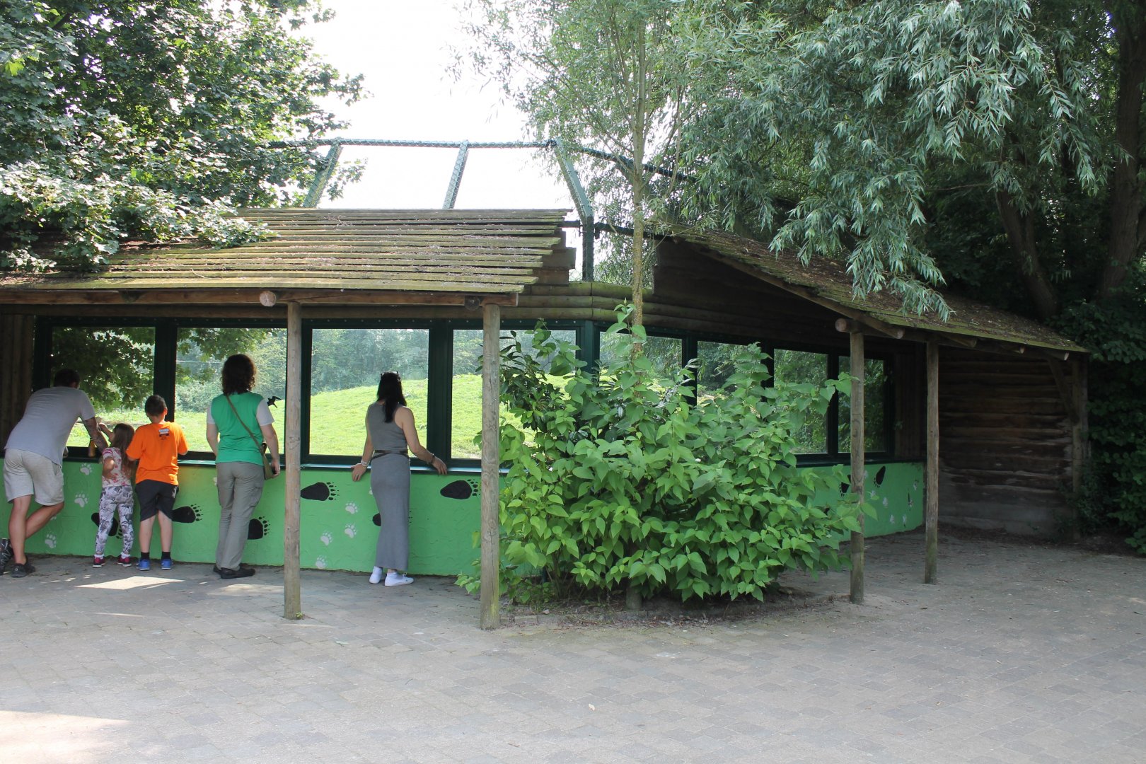 Viewing-window Brown bear